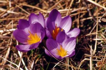 Crocus di Belvardo (Ft. Giorgia Allais)